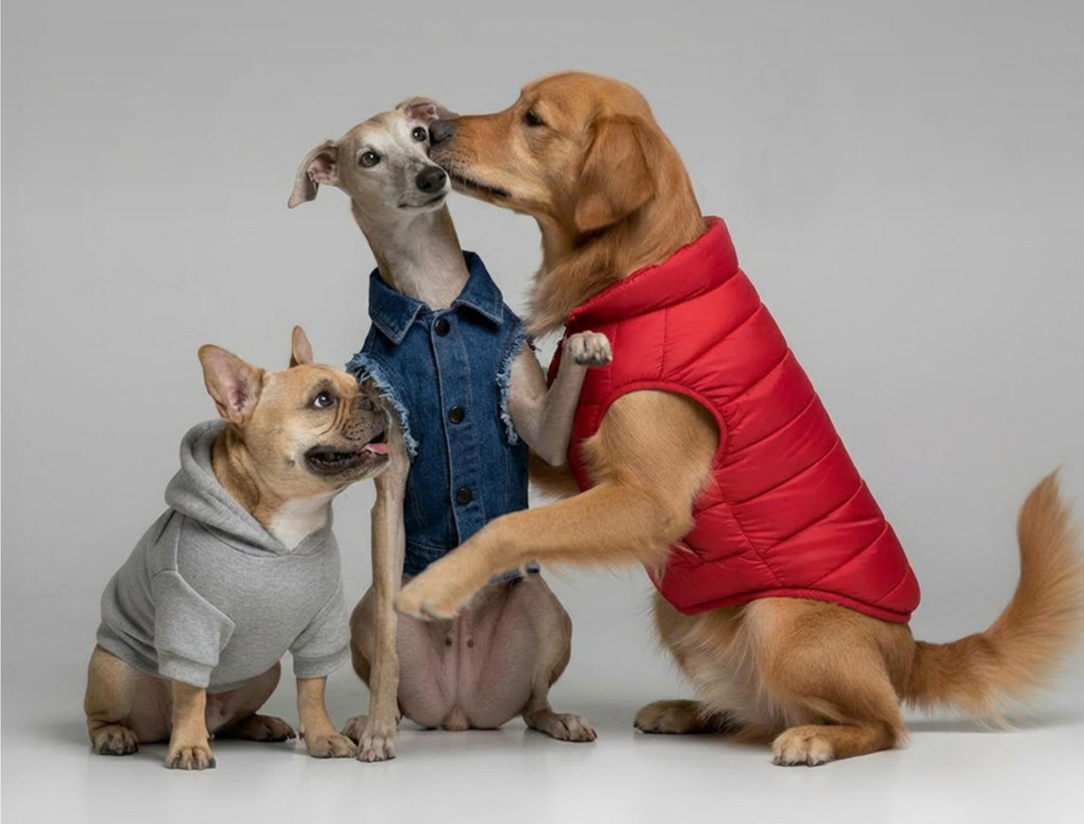 Stilvolles Auftreten für Zwei – Die Hundekollektion bei ZEGO