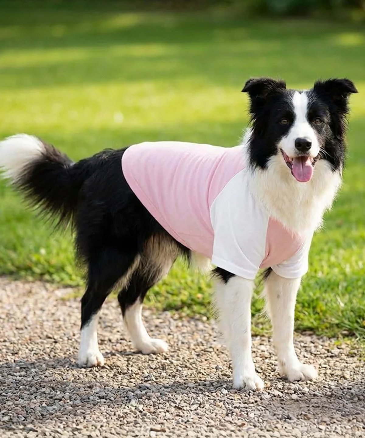 Dog´s Raglan T-Shirt