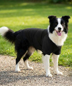 Dog´s Raglan T-Shirt