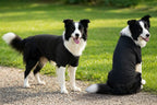 Dog´s Raglan T-Shirt