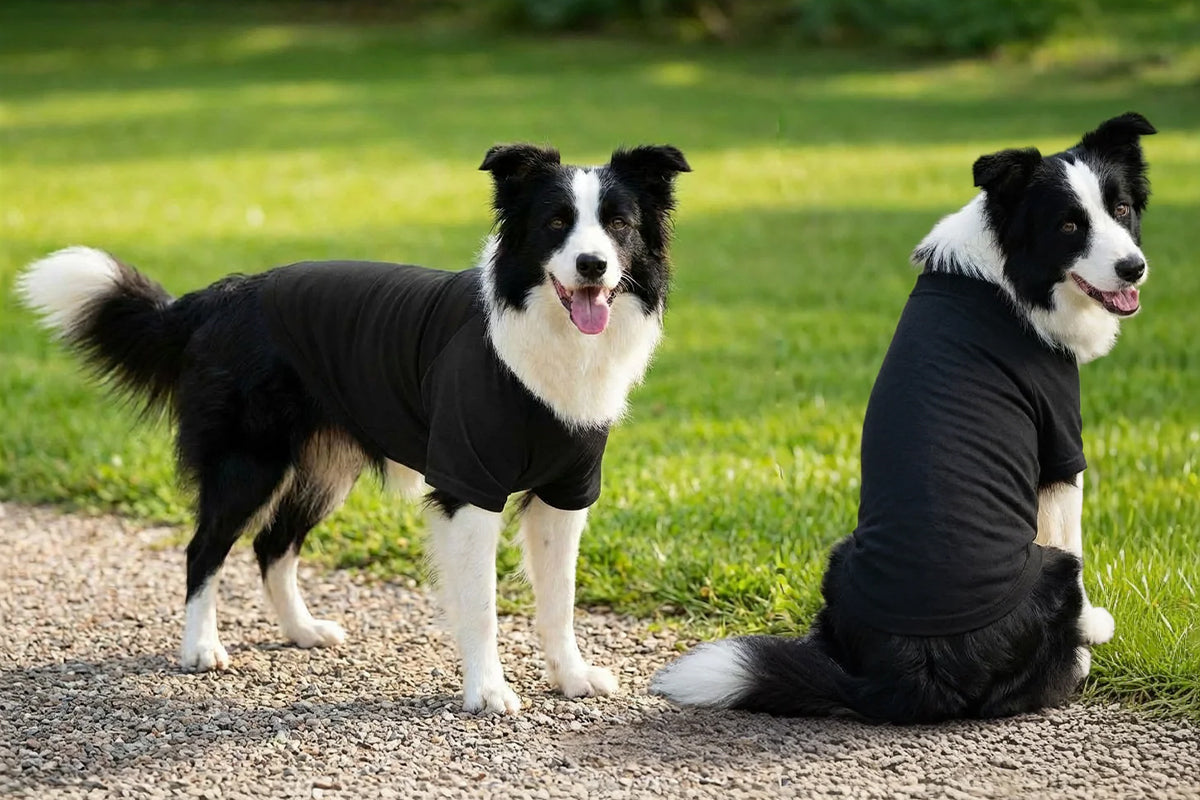 Dog´s Raglan T-Shirt