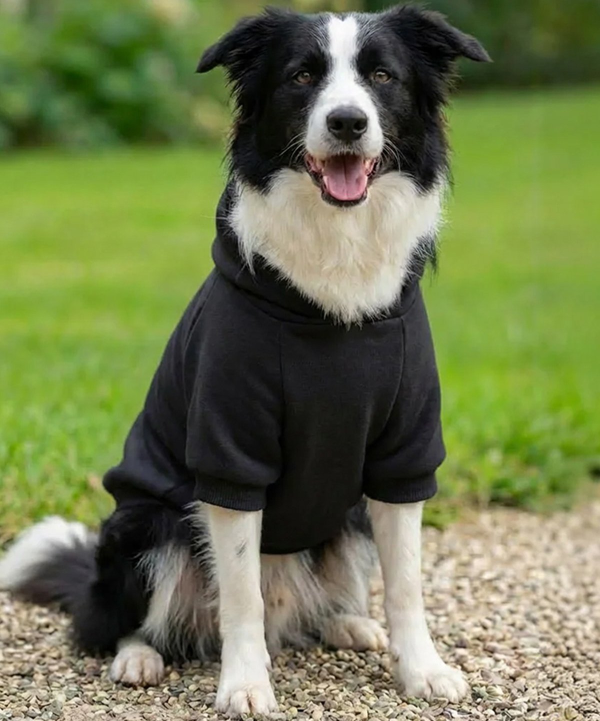 Dog's Hoodie