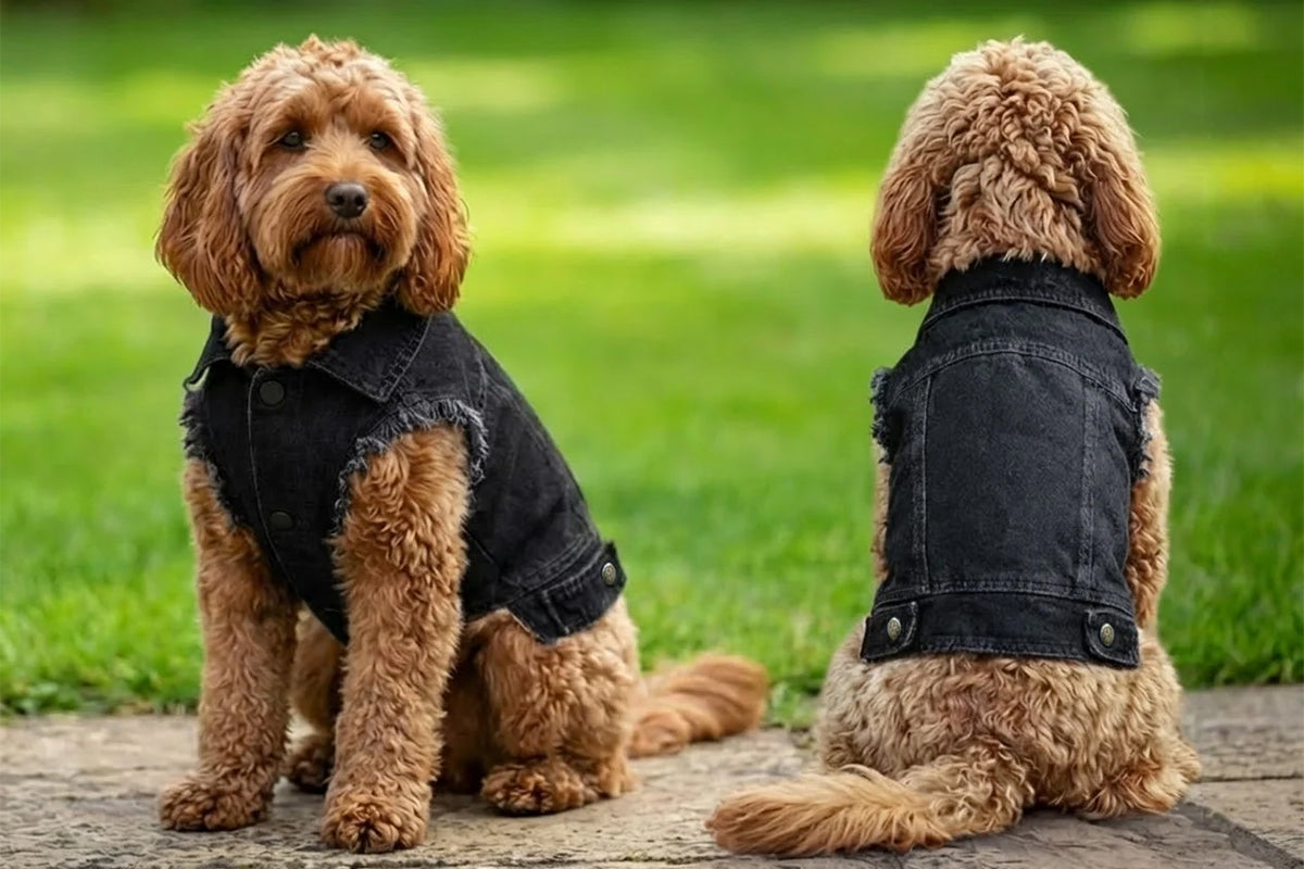 Dog's Denim jacket