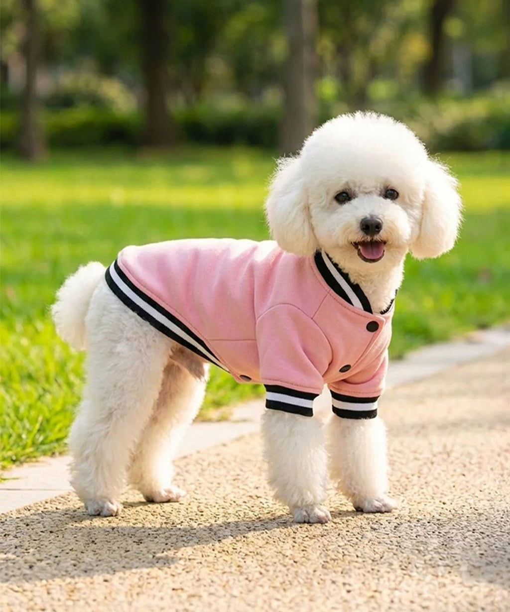 Dog's Varsity jacket